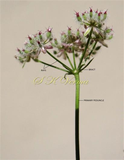  Umbel